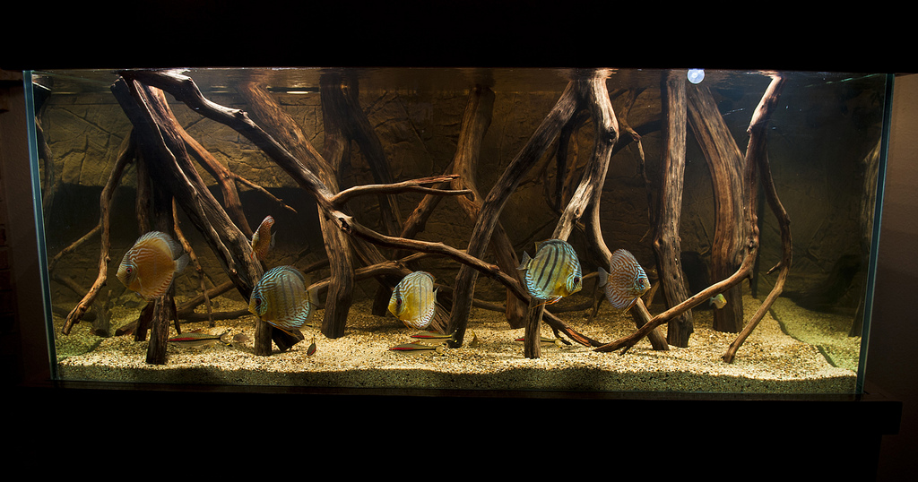 wild discus aquarium